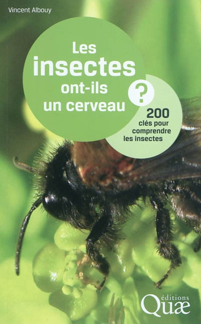 Couverture de : Les insectes ont-ils un cerveau ? : 200 clés pour comprendre les insectes